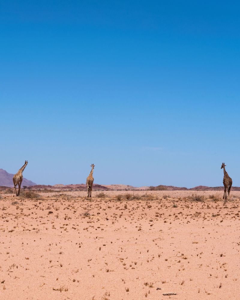 Drei Giraffen in der Wüste entfernen sich von der Kamera