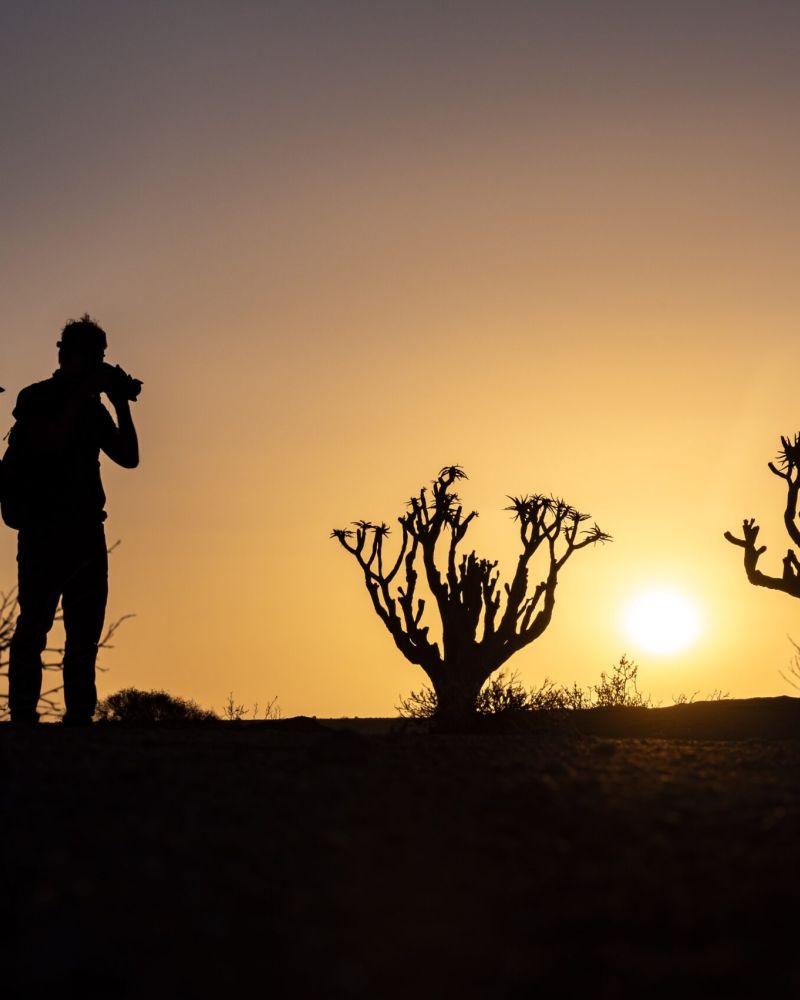 Person und Köcherbaum im Gegenlicht eines Sonnenuntergangs in der Wüste