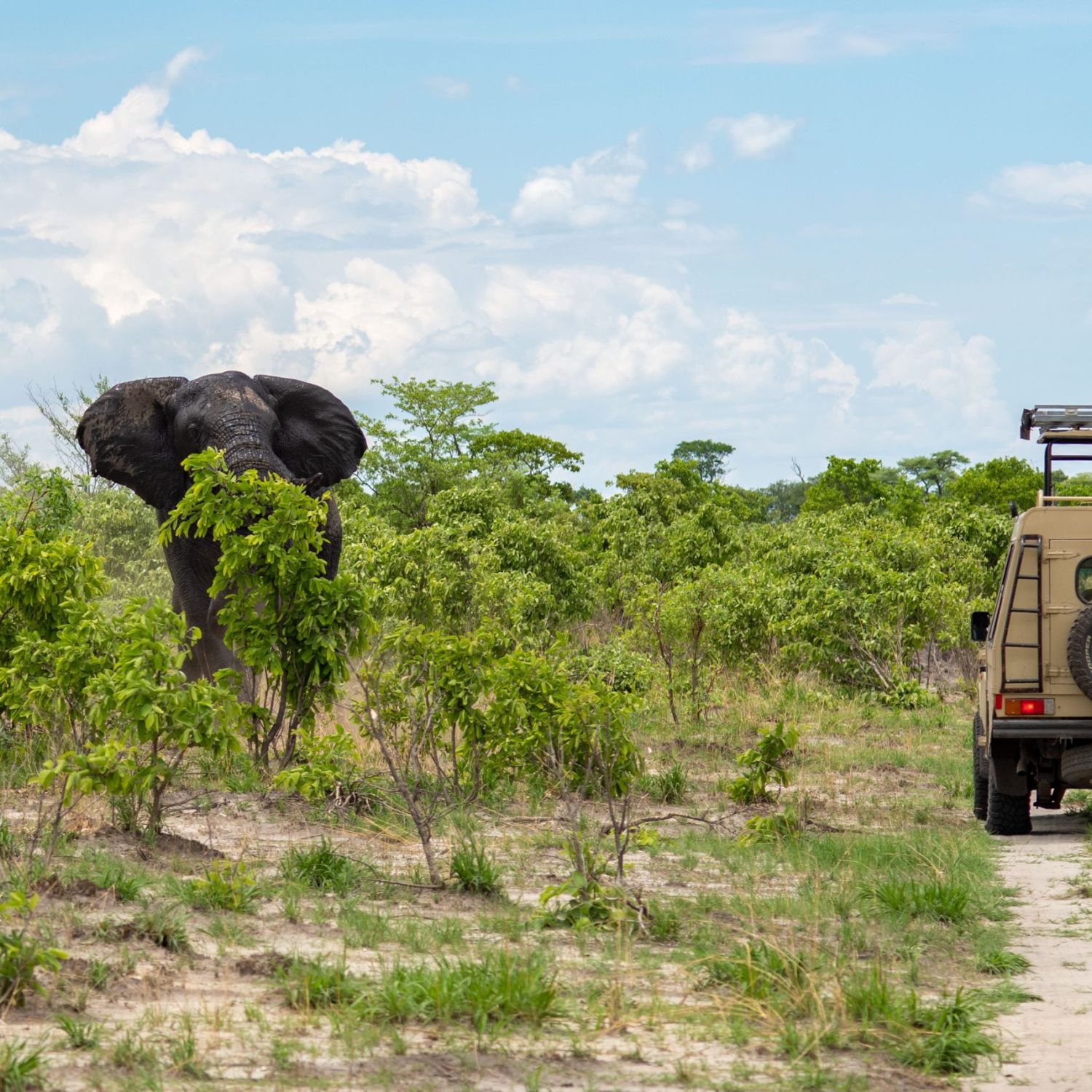 Elefant schaut Offroad-Fahrzeug an